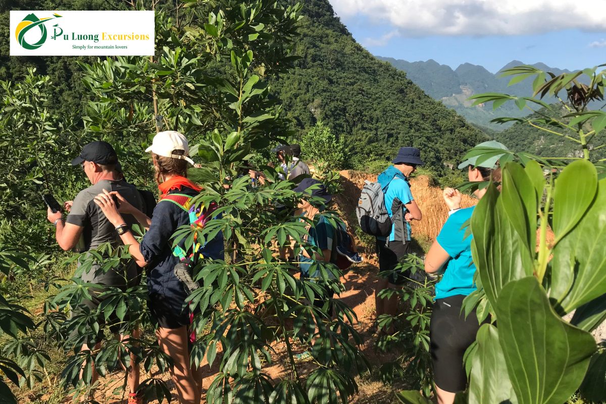 Pu Luong Herbal Forest Walk: A Journey Into Nature puluong 25