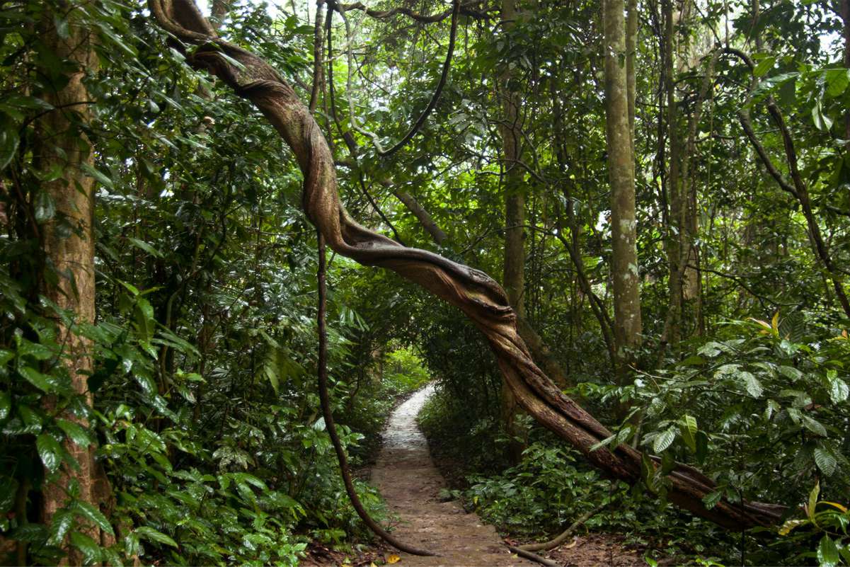 Cuc Phuong & Pu Luong Biodiversity Tour: Vietnam's Best Nature Combo cuc phuong trekking