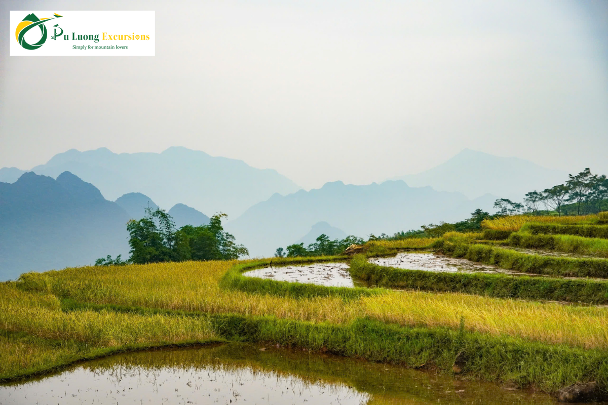 Pu Luong Harvest Season Golden Fields Tour Guide puluong 51