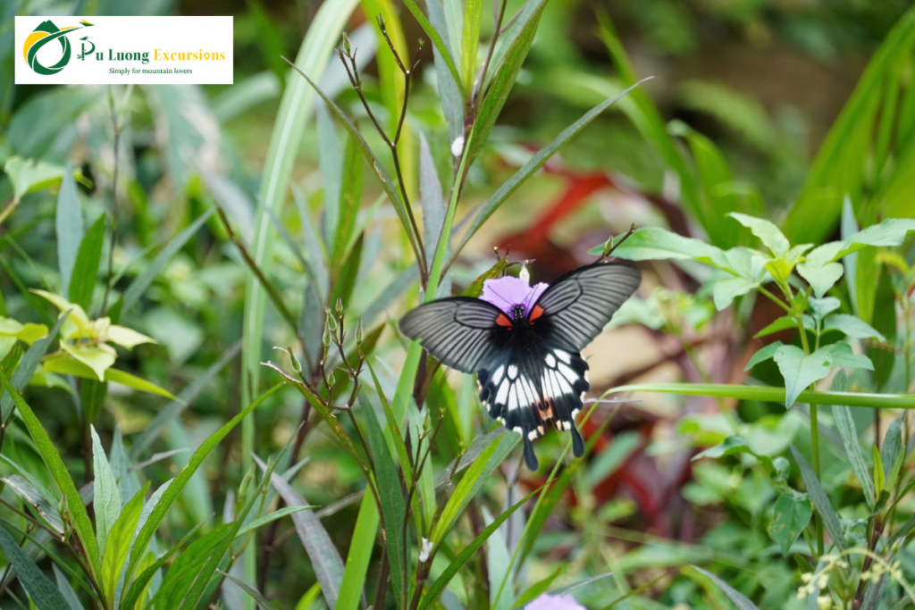 Pu Luong Biodiversity Conservation Trek: The Ultimate Eco Trek Guide A Pu Luong biodiversity conservation trek